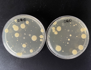 嬰配乳粉生產(chǎn)企業(yè)環(huán)境微生物監測（一）——表面微生物采樣