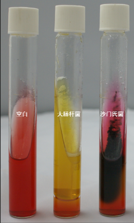 VRBA內的紅色小菌落，有可能是沙門(mén)氏菌？