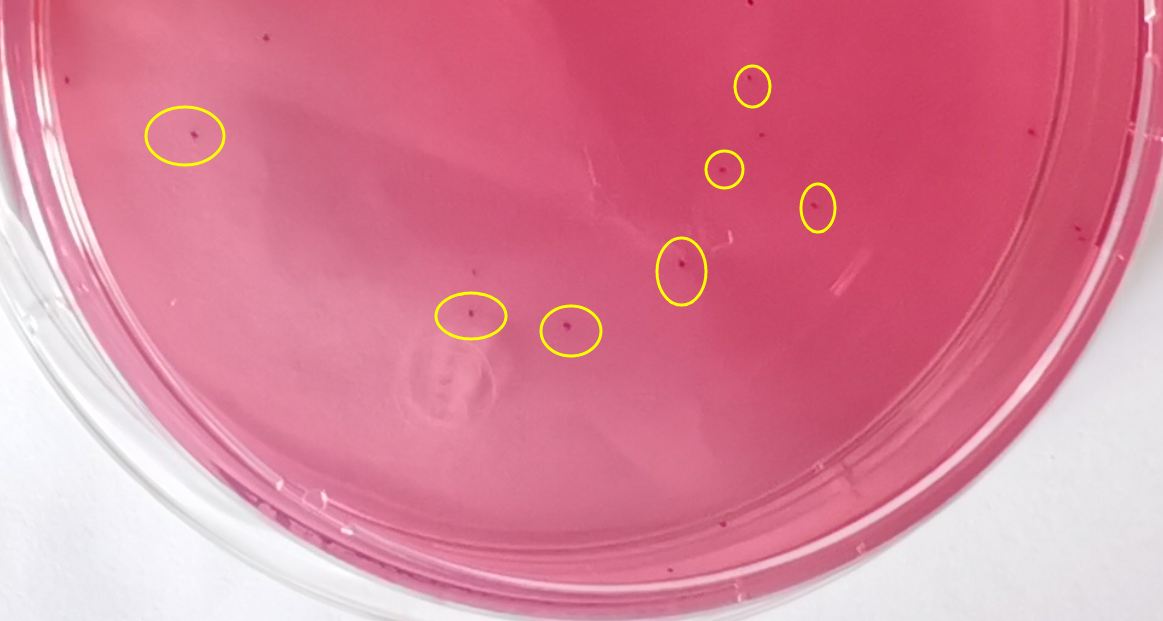 VRBA內的紅色小菌落，有可能是沙門(mén)氏菌？