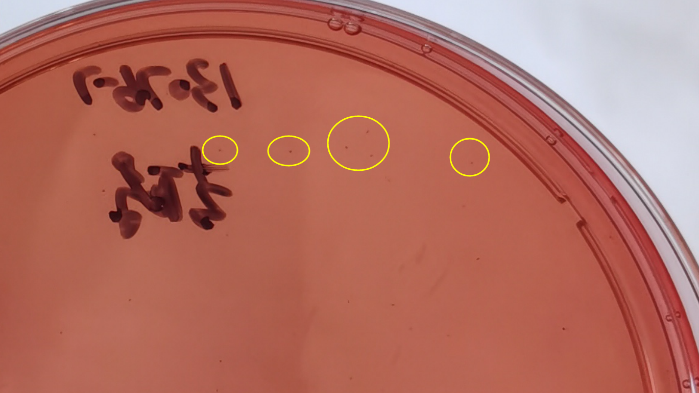 VRBA內的紅色小菌落，有可能是沙門(mén)氏菌？
