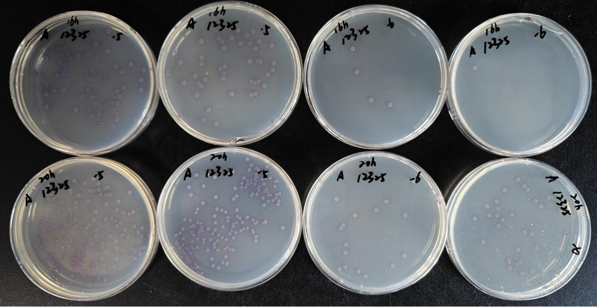 不同廠(chǎng)家RVS肉湯增菌效果的比較