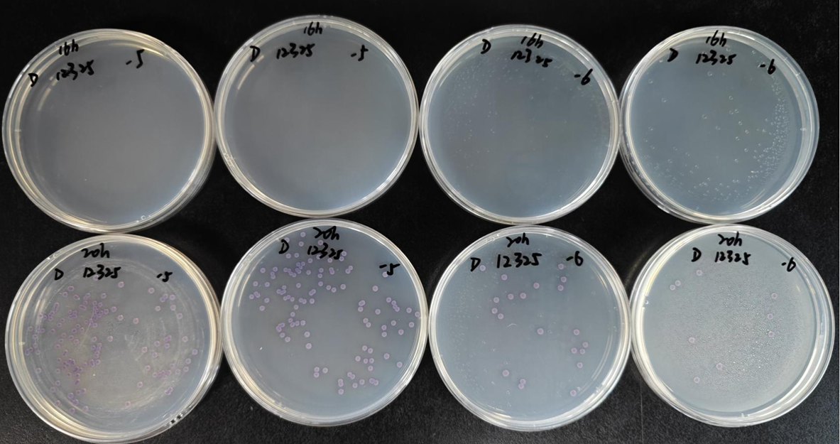 不同廠(chǎng)家RVS肉湯增菌效果的比較
