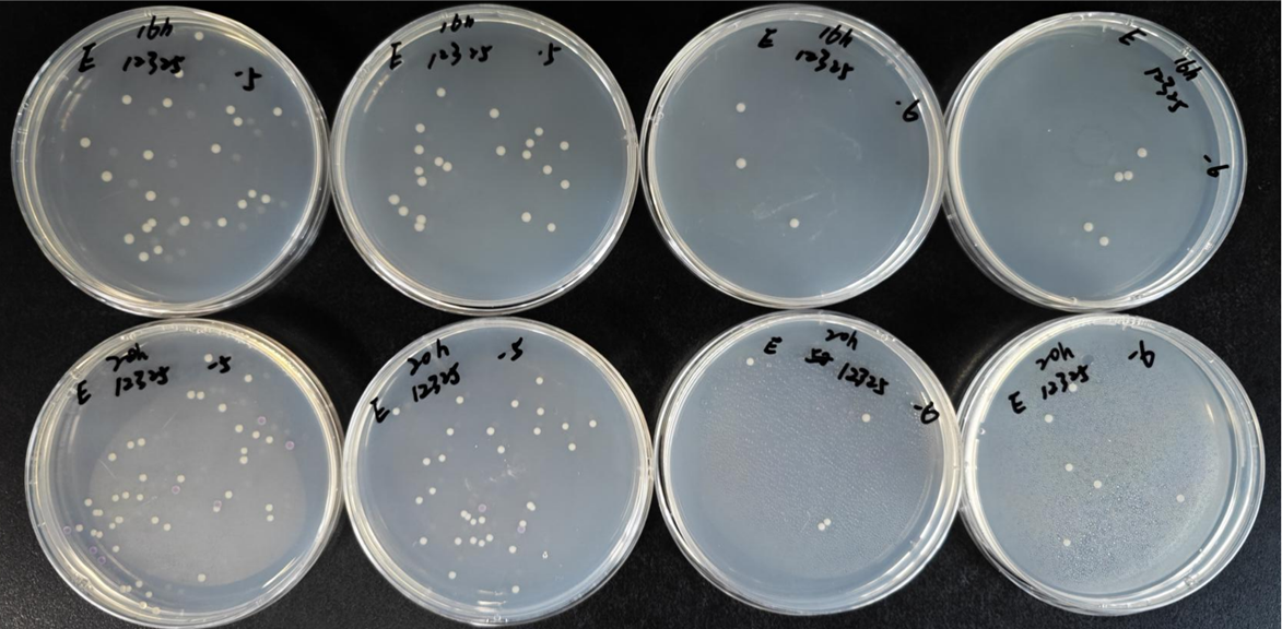 不同廠(chǎng)家RVS肉湯增菌效果的比較