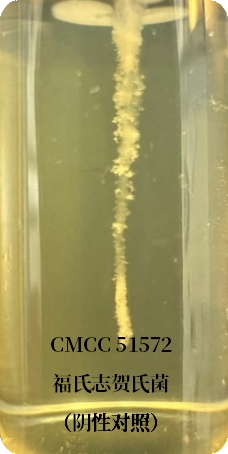 誰(shuí)是芽胞桿菌中的“運動(dòng)健將”？