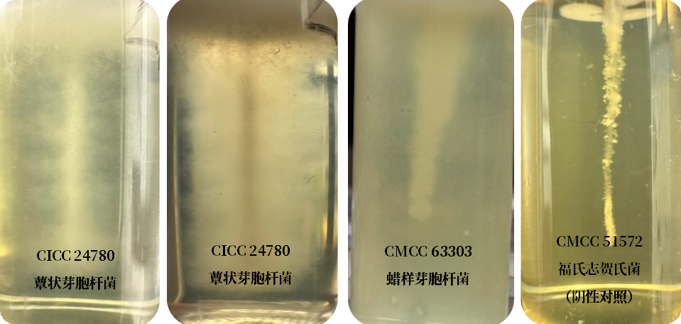 誰(shuí)是芽胞桿菌中的“運動(dòng)健將”？