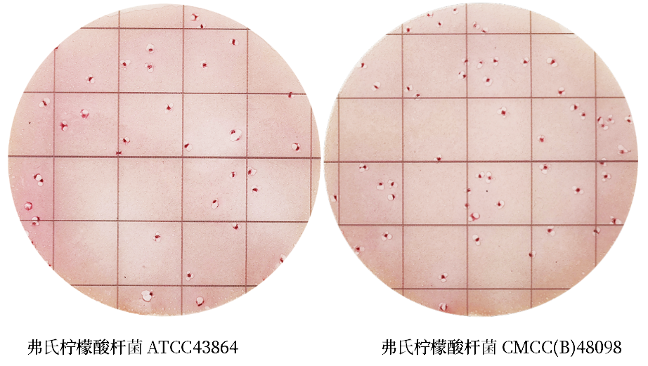 陸橋推出新大腸菌群測試片：符合GB4789.3-2025
