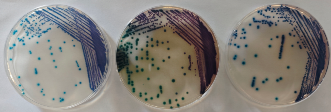 沙門(mén)檢測新助手—沙門(mén)氏+顯色培養基
