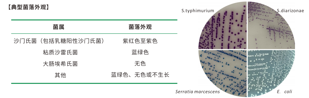沙門(mén)檢測新助手—沙門(mén)氏+顯色培養基