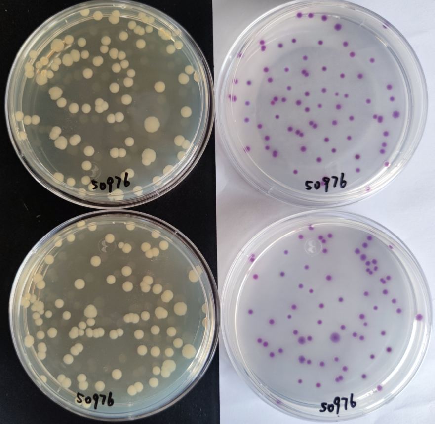 沙門(mén)檢測新助手—沙門(mén)氏+顯色培養基