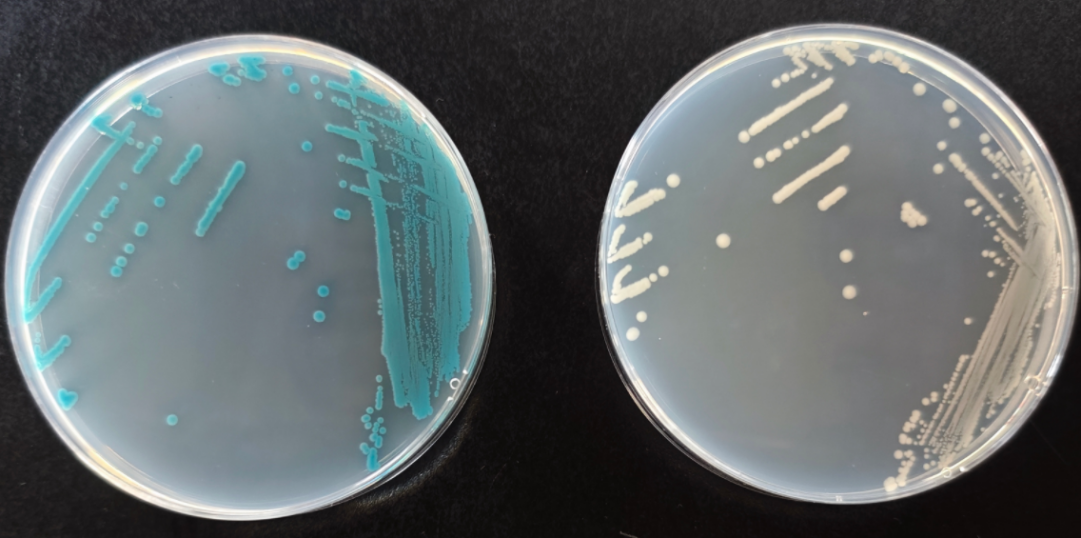 沙門(mén)檢測新助手—沙門(mén)氏+顯色培養基