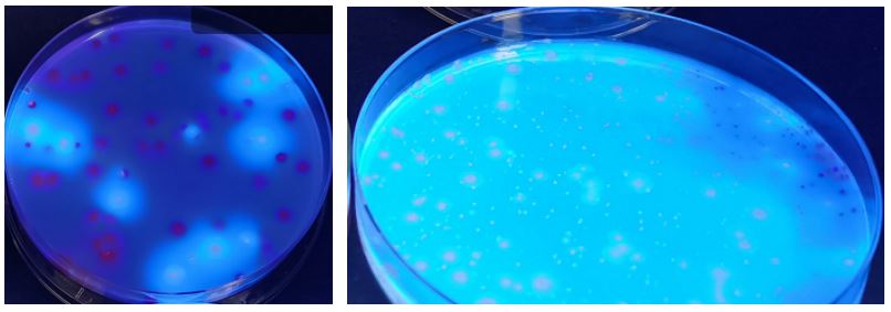 GB 4789.38－2025《食品安全國家標準　食品微生物學(xué)檢驗　大腸埃希氏菌計數》解讀