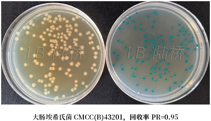 GB 4789.38－2025《食品安全國家標準　食品微生物學(xué)檢驗　大腸埃希氏菌計數》解讀