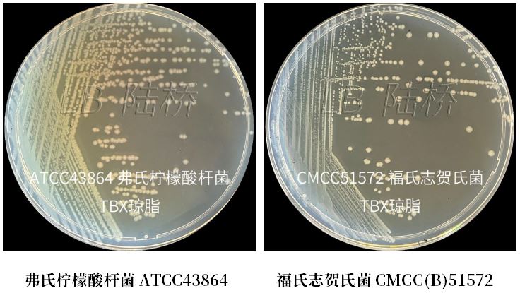 GB 4789.38－2025《食品安全國家標準　食品微生物學(xué)檢驗　大腸埃希氏菌計數》解讀