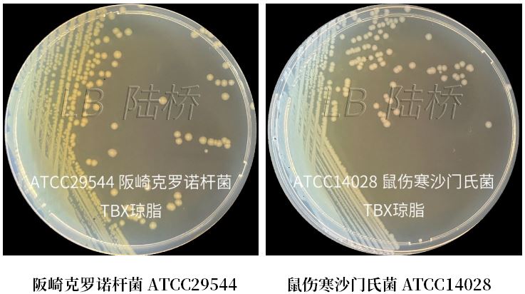 GB 4789.38－2025《食品安全國家標準　食品微生物學(xué)檢驗　大腸埃希氏菌計數》解讀