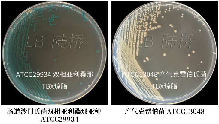 GB 4789.38－2025《食品安全國家標準　食品微生物學(xué)檢驗　大腸埃希氏菌計數》解讀