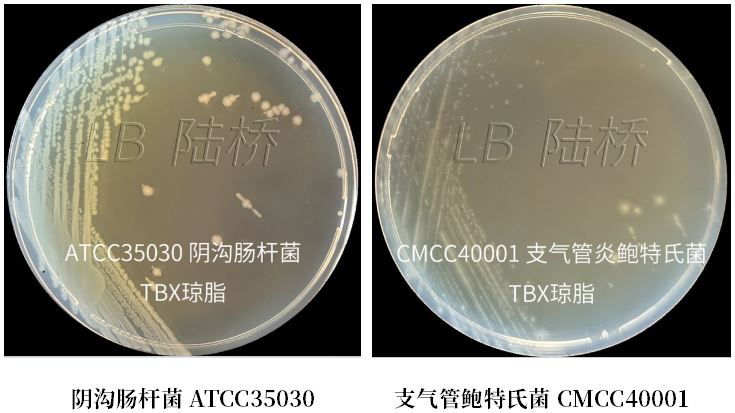 GB 4789.38－2025《食品安全國家標準　食品微生物學(xué)檢驗　大腸埃希氏菌計數》解讀