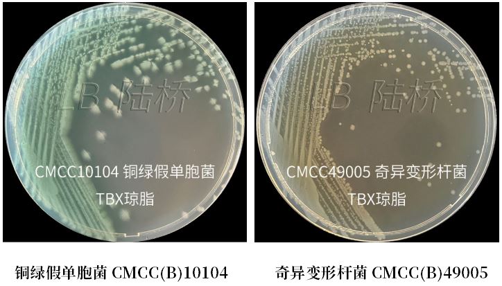 GB 4789.38－2025《食品安全國家標準　食品微生物學(xué)檢驗　大腸埃希氏菌計數》解讀