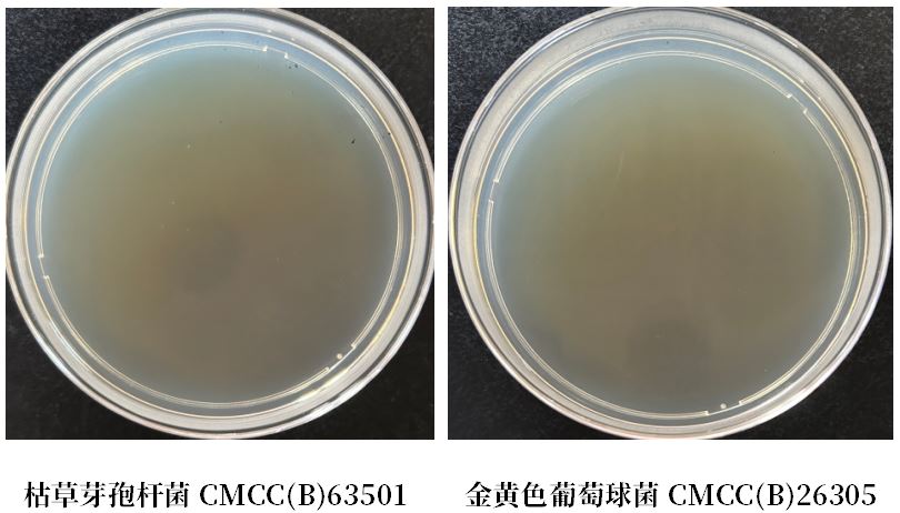 GB 4789.38－2025《食品安全國家標準　食品微生物學(xué)檢驗　大腸埃希氏菌計數》解讀