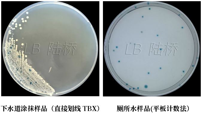 GB 4789.38－2025《食品安全國家標準　食品微生物學(xué)檢驗　大腸埃希氏菌計數》解讀