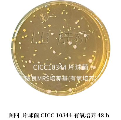 乳酸菌檢驗新角色——片球菌屬與魏茨曼氏菌屬