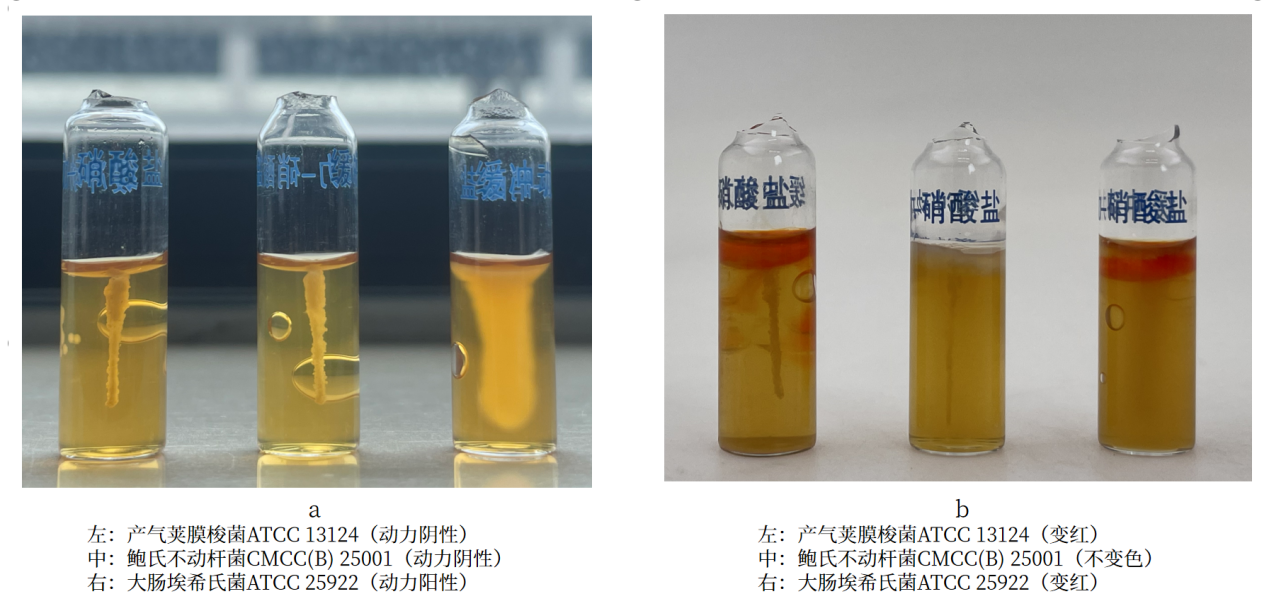 細菌生化實(shí)驗之硝酸鹽還原實(shí)驗解析